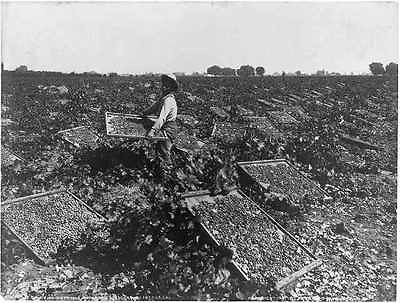 Raisin drying racks,Vineyard​,Fresno,Califo​rnia,CA,1901