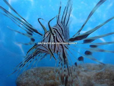     PTEROIS VOLITAN / BEAUTIFUL / SALTWATER FISH TANK / MARINE AQUARIUM