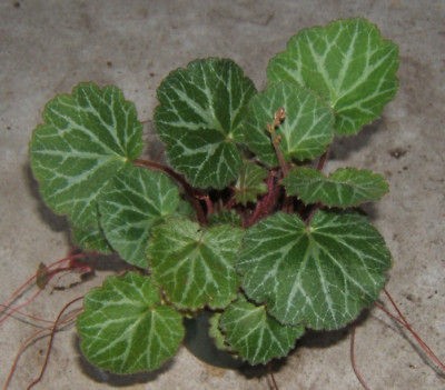 STRAWBERRY BEGONIA or STRAWBERRY GERANIUM SAXIFRAGA STOLONIFERA 