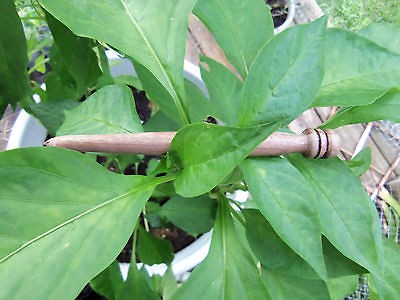 Hair Stick Pin Black Walnut Pocket Wand Harry Potter Wiccan Wizards Of 