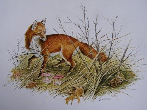 vintage 70s print RED FOX by James Lockhart