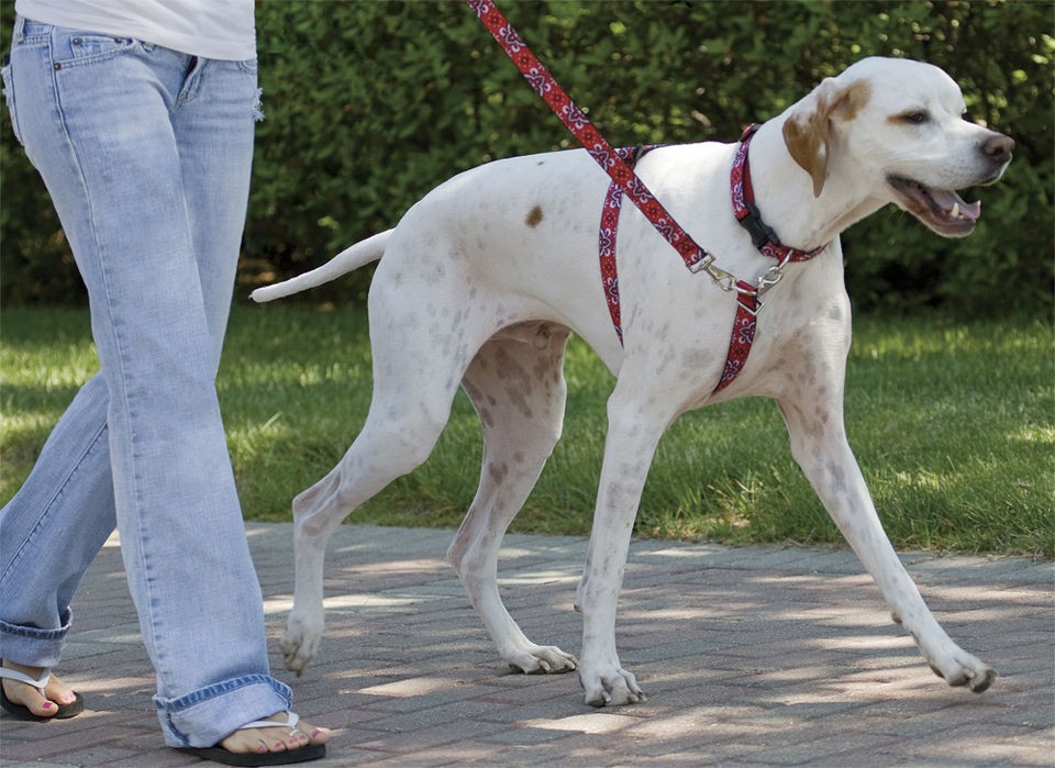 Dog Pulling Harness in Harnesses