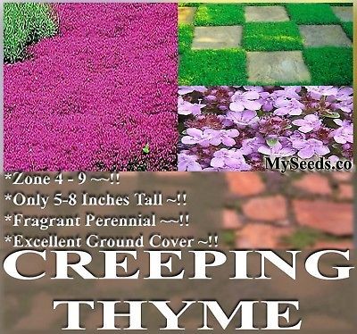   CREEPING MOTHER THYME Herb Seeds Perennial Ground Cover x BULK