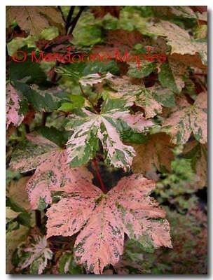 Grafted Japanese Maple ESKIMO SUNSET 3 years old EXTREMELY RARE 