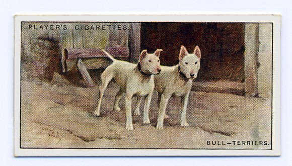 1925 VINTAGE ENGLISH BULL TERRIER JOHN PLAYER DOG CIGARETTE TOBACCO 
