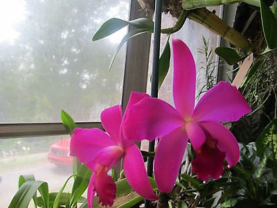 Slc. Nat. Canipelli Moonshot AM/AOS x C. Violacea Muse FCC/AOS