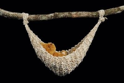 newborn baby hammock photo prop  15 99