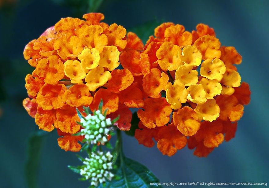 lantana trecolor 5 seeds  2 00 buy