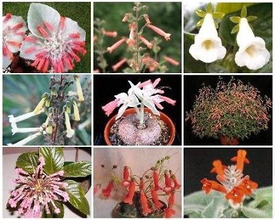 sinningia variety mix rare caudex plant seed 200 seeds time