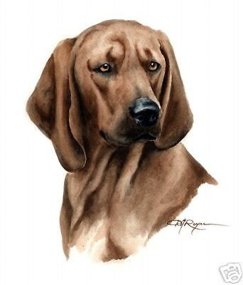 redbone coonhound watercolor art 5 x 7 print signed djr