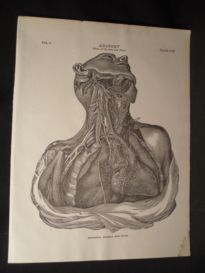   1892 Ninth Edition Encyclopedia Britannica Anatomy Plate XVII Scarce