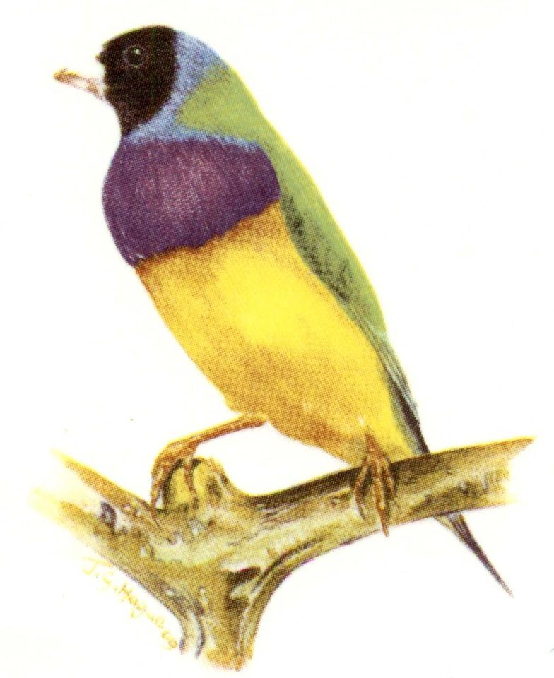 Black Headed Gouldian Finch Bird Select A Size Ceramic Waterslide 