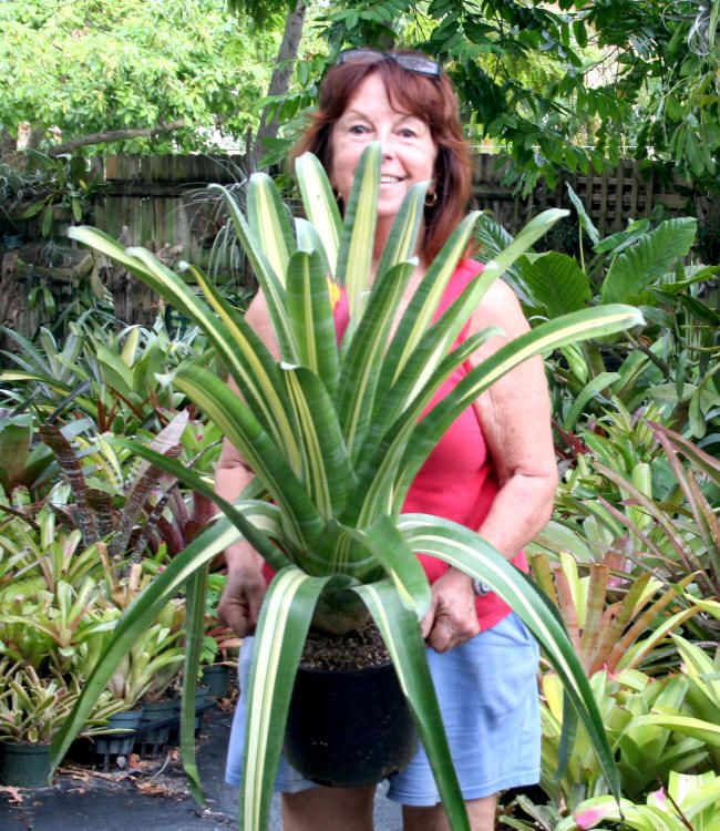 BROMELIAD Aechmea FANTASY Winner