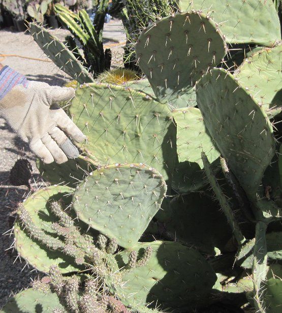 Opuntia Engelmannii from Near Alamogordo New Mexico Cold Hardy Cactus 