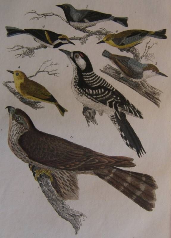 Alexander Wilson H C Antique Bird Print Hawk Warbler