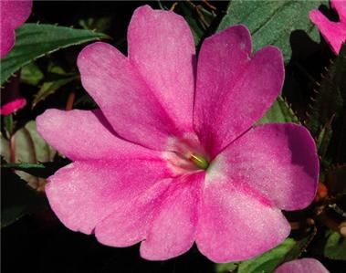 live plant plugs sunpatiens vigorous lavender