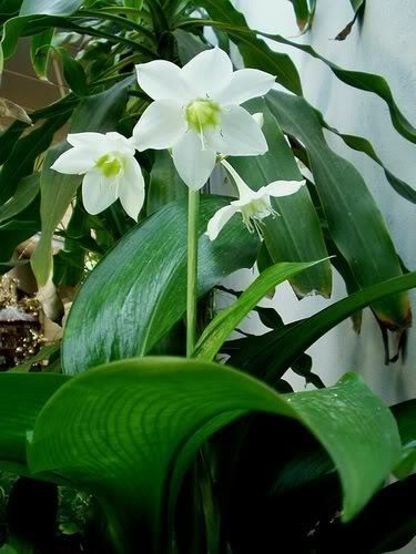 Eucharis SPP Amaryllis 3 Fresh Bulbs Flower Herb