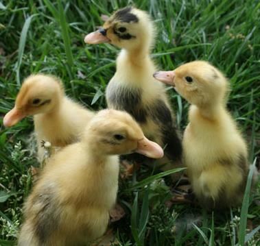 you are bidding on 8 crested ancona duck eggs in a variety of colors 