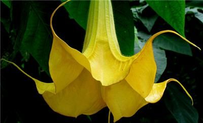 Red Yellow White Angels Trumpet Flower Seeds * x3 Labeled Seed Packs