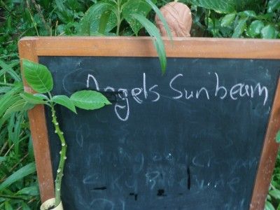 angel sunbeam brugmansia rooted cutting