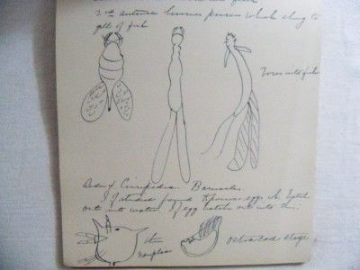 Smith College Student 1892 Handwritten Medical Drawings Notes 