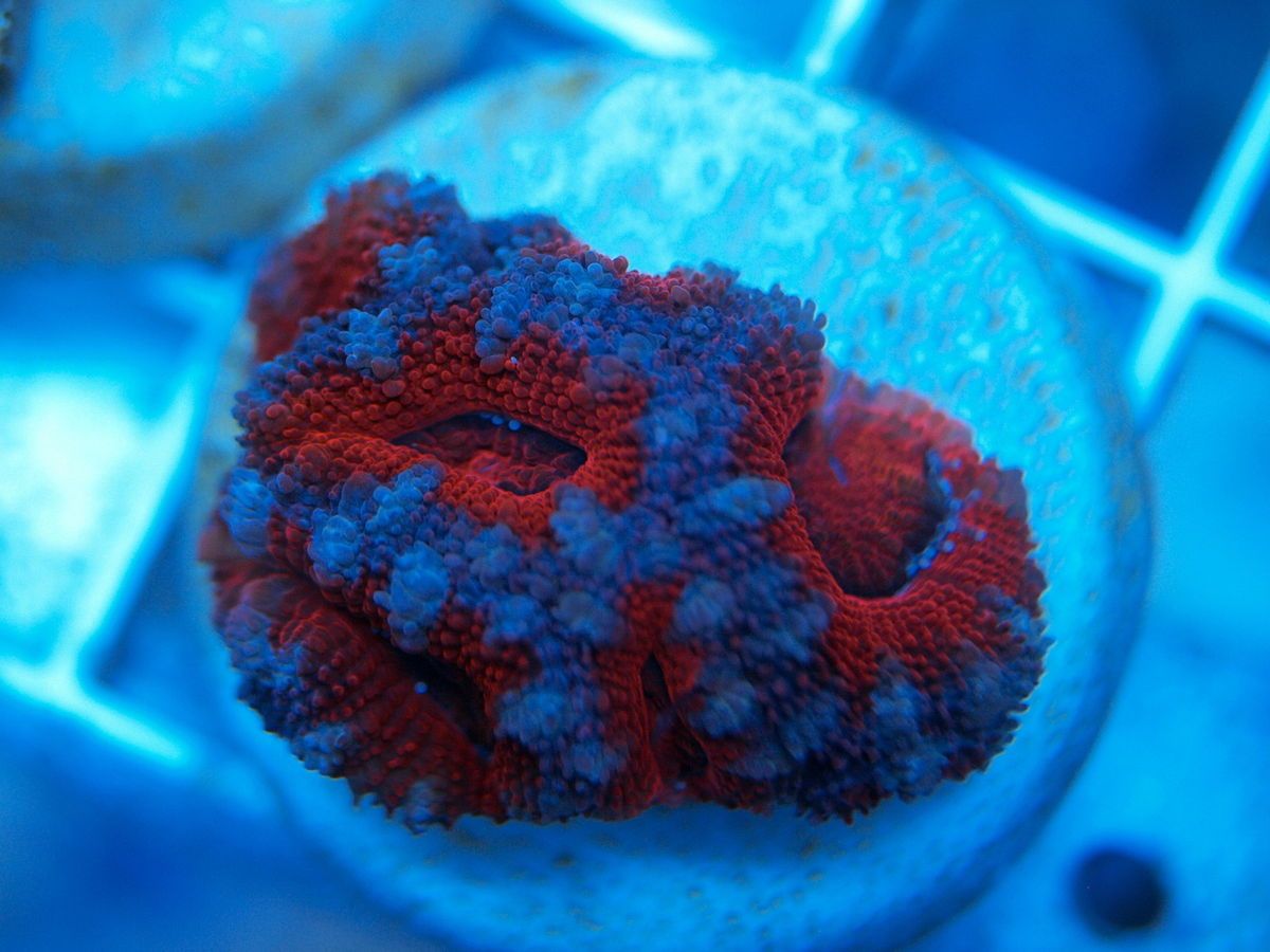 SC Ultra Aussie Acan Live Coral WYSIWYG