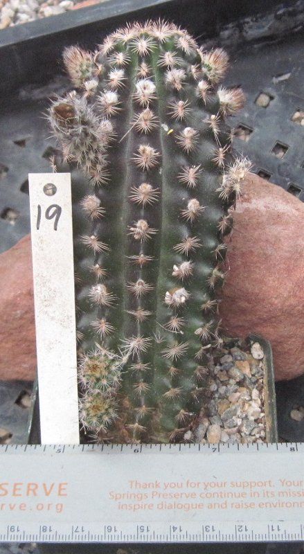 Echinocereus Reichenbachii Alberti Cold Hardy Large Pink Flowers 