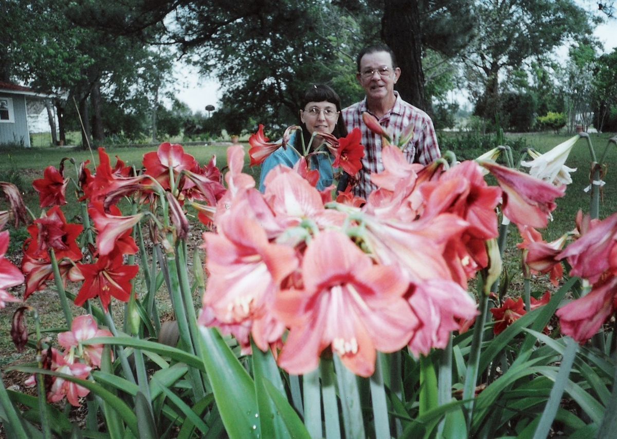 Amaryllis Bulbs Second Year Salmon Hippeastrum Lily Plant Flower