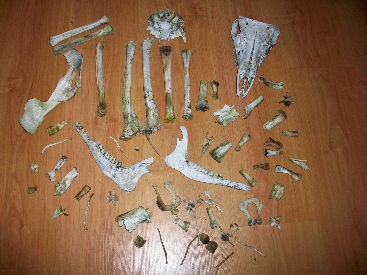 Real Animal Deer Leg Bones Vertabre Deer Skull Jaw Taxidermy Science 