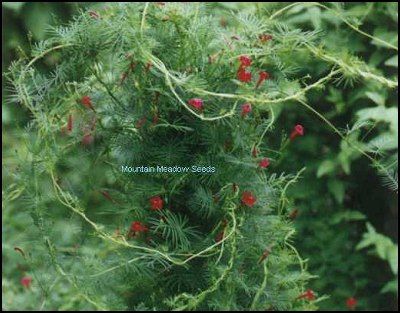 Hummingbird Cypress Vine RED Blooms 25 Seeds