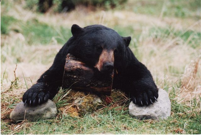 spring black bear specials starting end of may 12 end