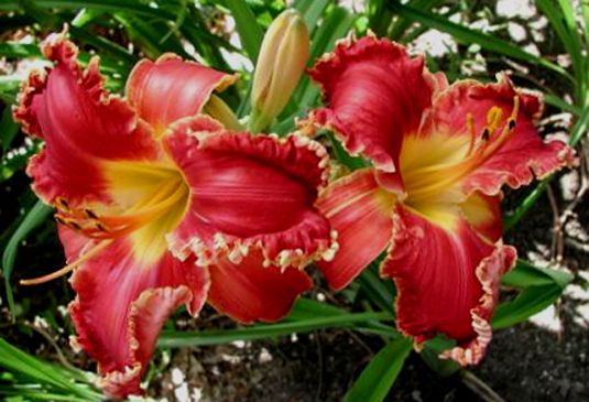 plants shipping daylily abbreviations xxxxx hybridizer year 