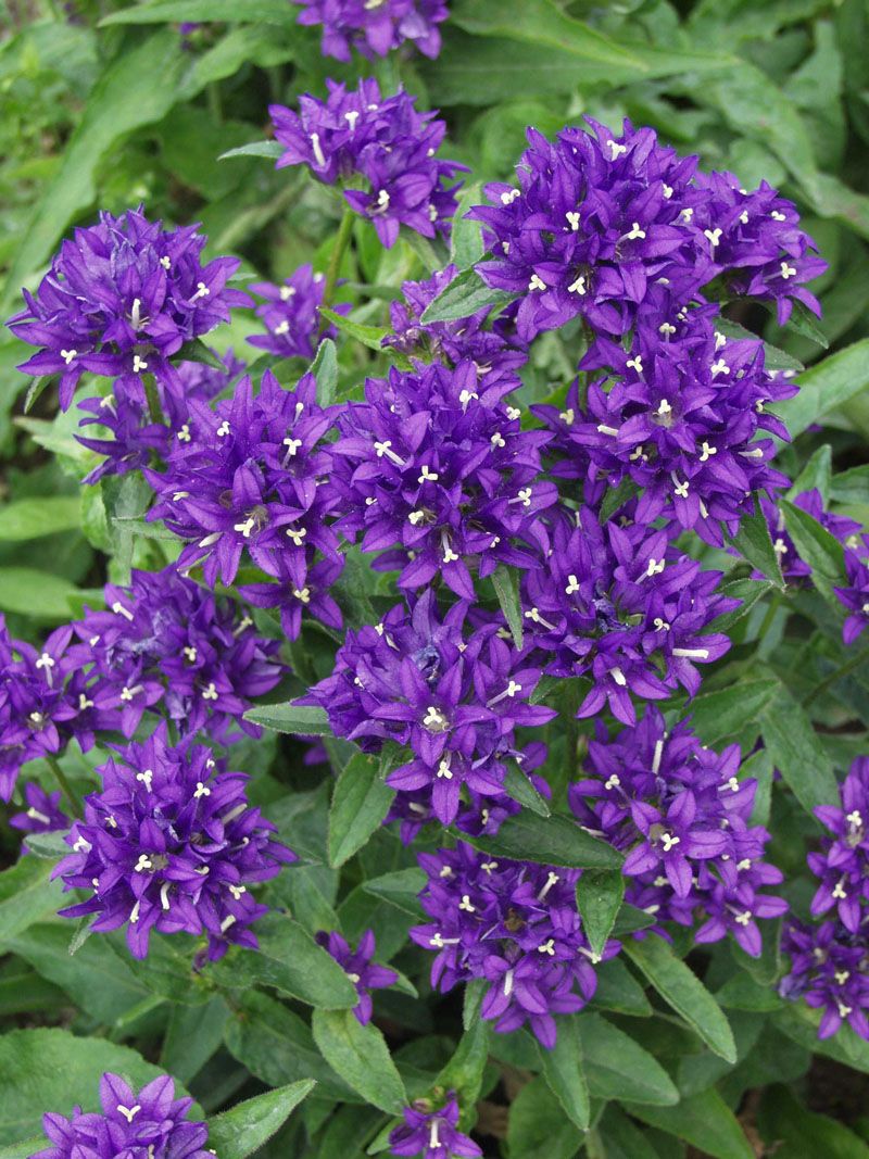 3FOOT Tall Clustered Bellflower Plant Campanula Superba Sun Part 