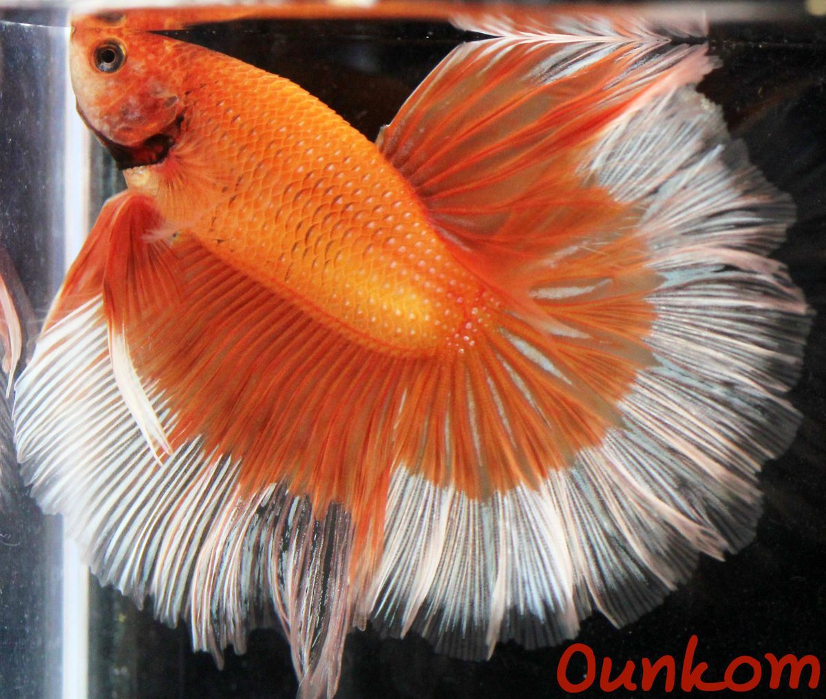 Orange White Butterfly Halfmoon Male Live Betta Fish Imported