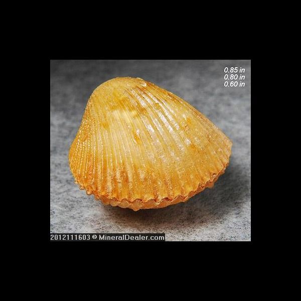 Fossil Agatized Bivalve Assa Morocco Fossilized Fossils