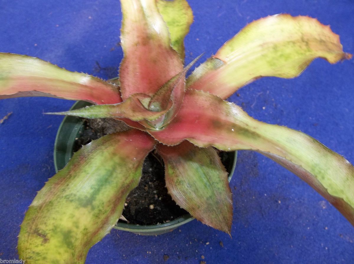 Bromeliads R US Cryptanthus Roman Candle  Large Pup Motteled Colors 