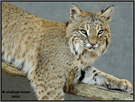 Bobcat Taxidermy New Mount Fur Hunting Cabin Lynx Fox Coyote by 