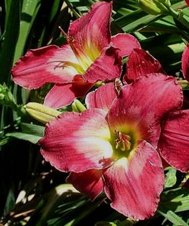 Borgia Pope DF B8A Munson RW 1991 DAYLILY