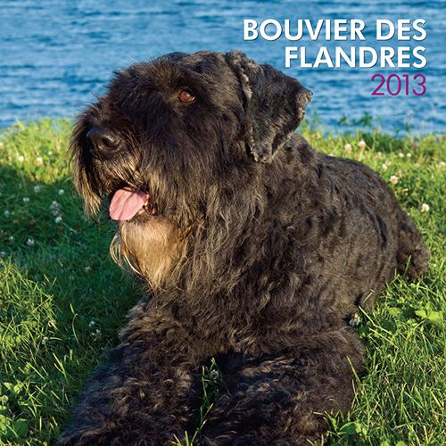 Bouvier Des Flandres 2013 Wall Calendar