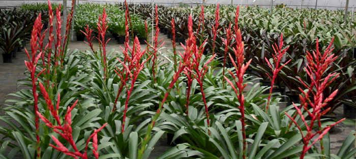 Bromeliad Vriecantarea Inferno Blooms Fire