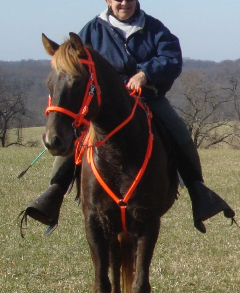 Any Size Hunters ORANGE HALTER BRIDLE BREAST COLLAR SET Trail Show 