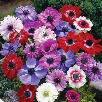 20 Double Anemone St Brigid Flower Bulbs