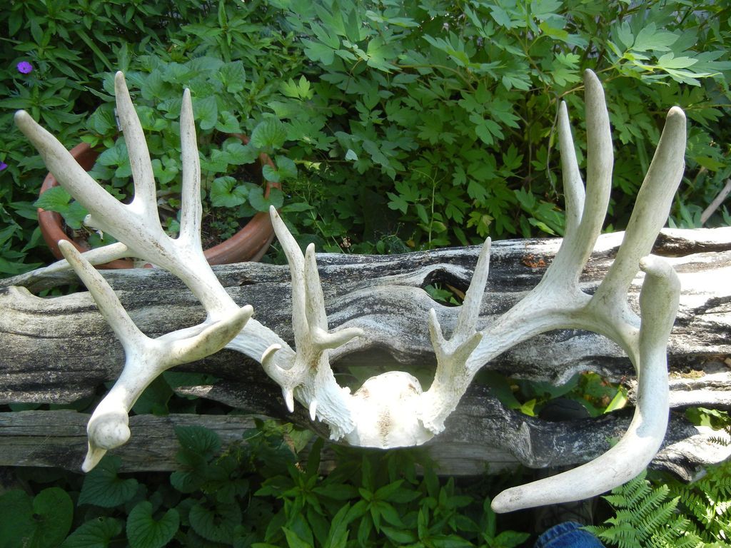 Whitetail Rack, Shed, Antlers, Non typical Score 215 * YOU BETTER 