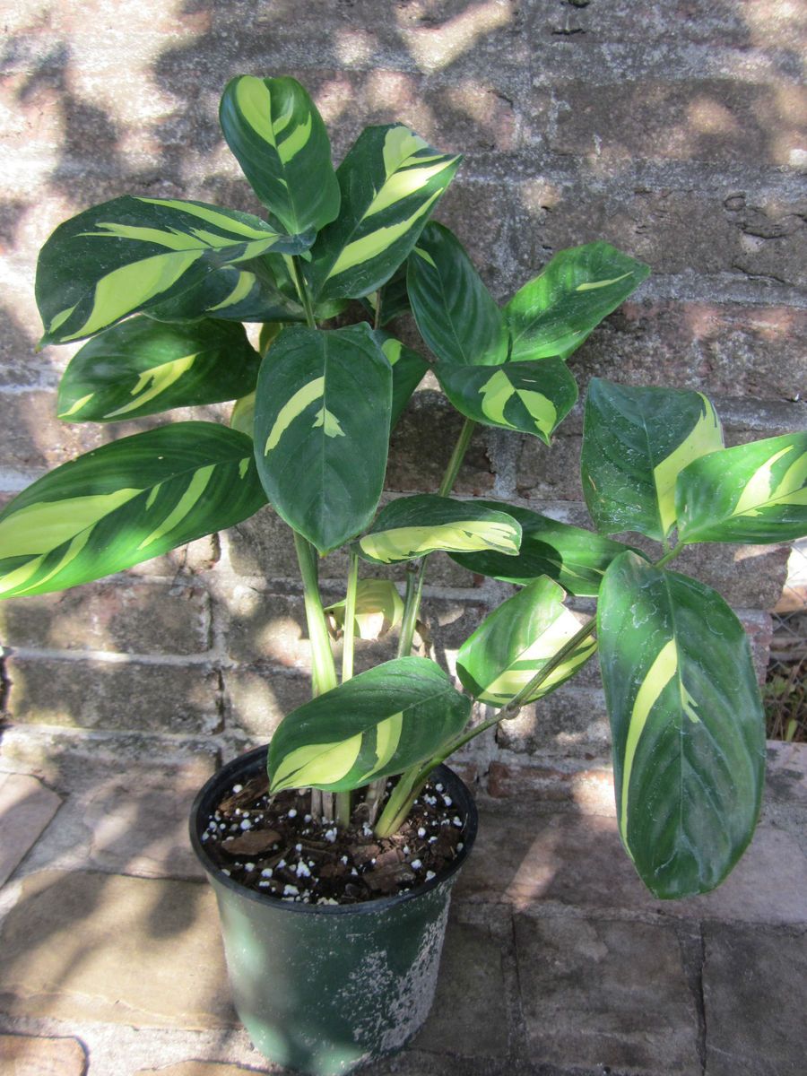 Ctenanthe Lubbersii Variegated Calathea Prayer Plant