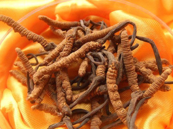 Wild Cordyceps Aweto Enhancer Dong Chong Xia Cao 5grams