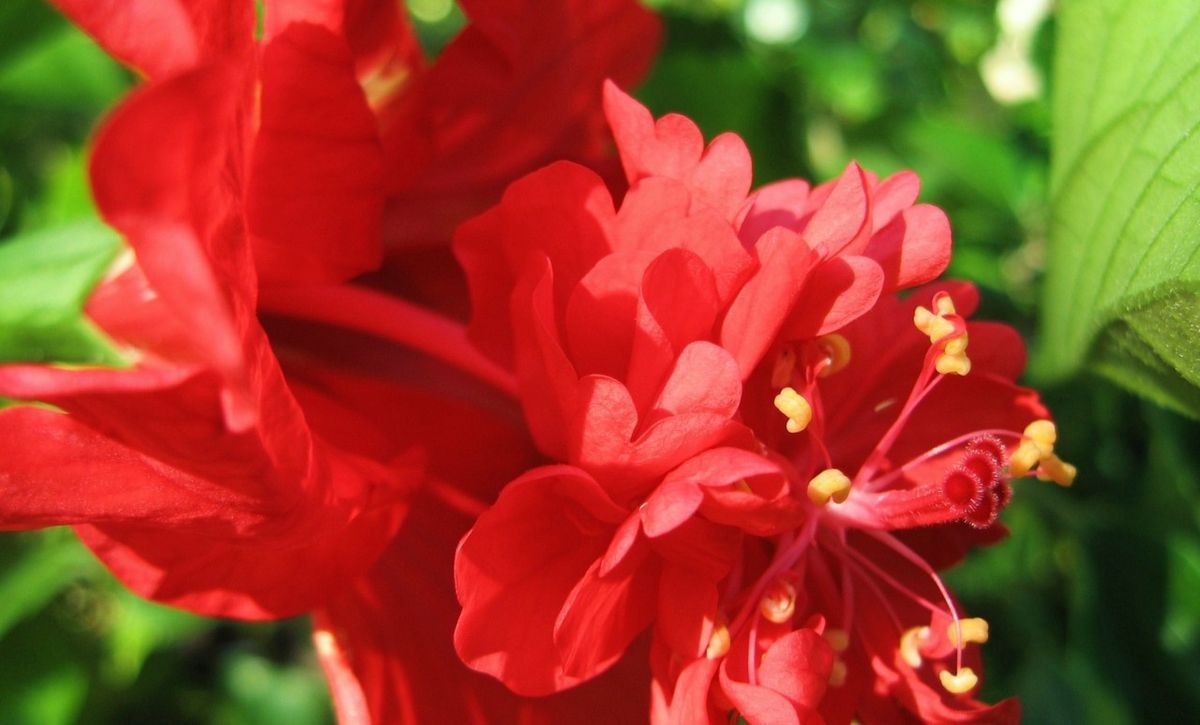 Hibiscus Plant Tropical El Capitola Sport Red Lions Tail Unusual 