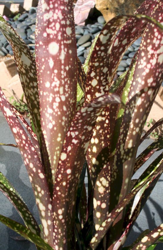 BROMELIADS Billbergia CASABLANCA Whole Clump