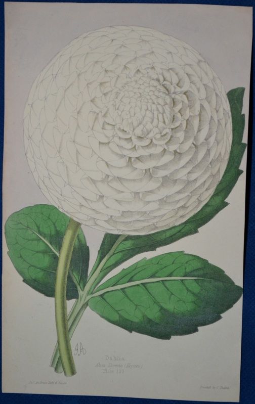 Dahlias. Hand Colored Botanical. James Andrews, Floral Magazine. 1860 