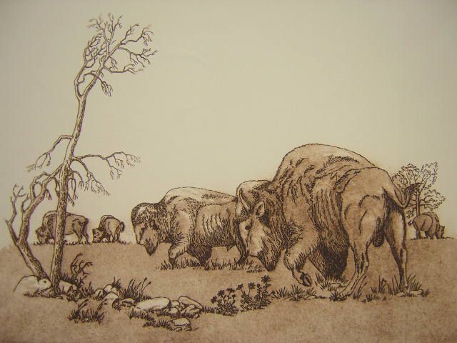 Harley Murray Range Boss Bison Buffalo Herd Etching