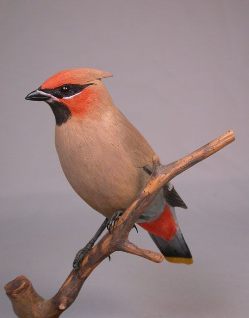 Bohemian Waxwing Orig Backyard Bird Carvings Birdhug